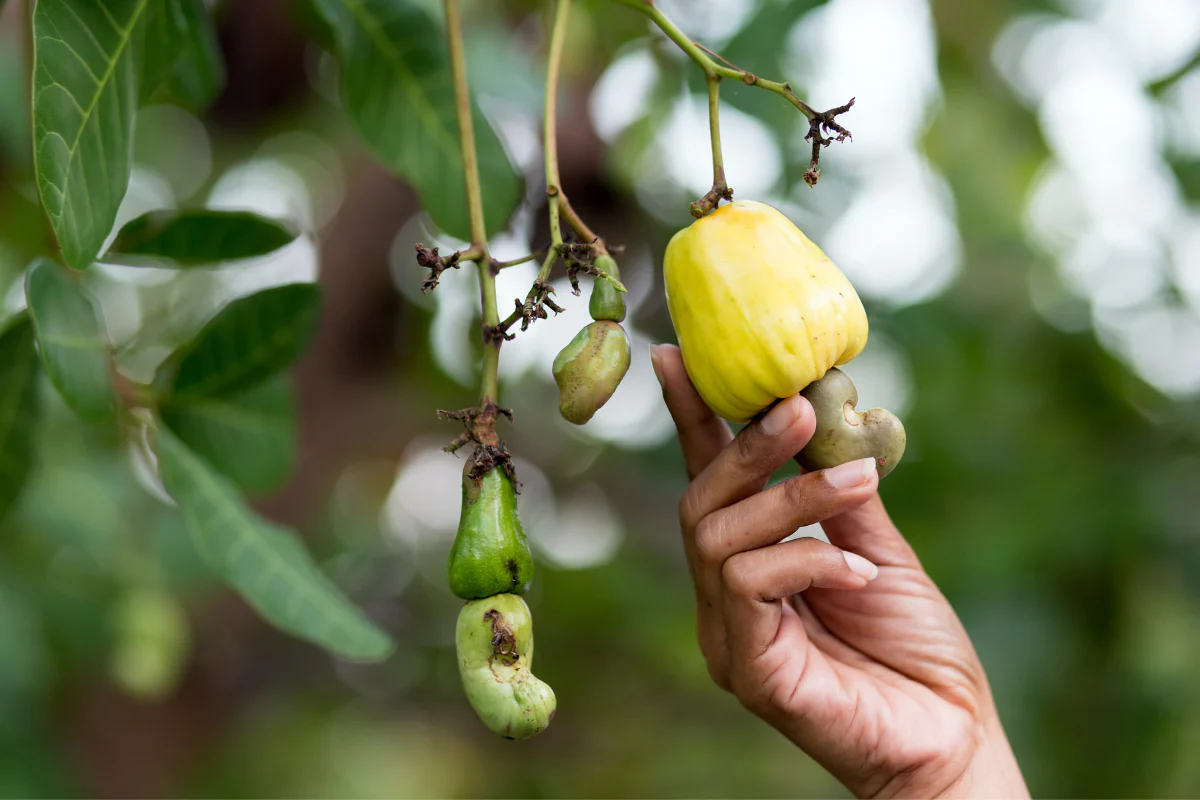 cashew kerne gesund
