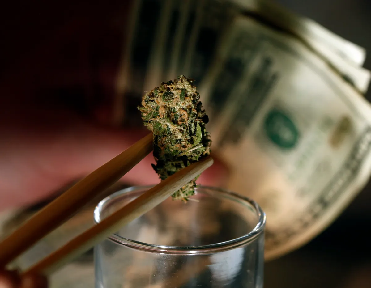 Ertragreiche Sorten für jeden Grow – Weed Samen kaufen und profitieren